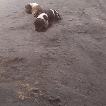 Visit the shop you play and you two are so pitiful