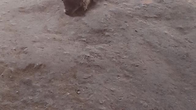 Visit the shop you play and you two are so pitiful