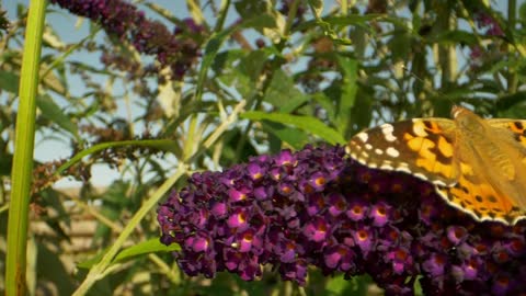 Butterfly in a summer garden