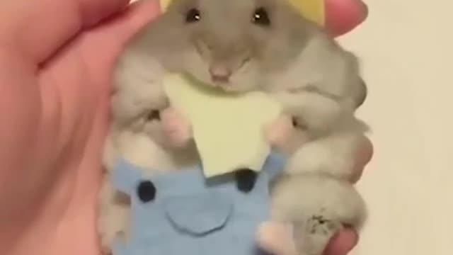 Cute little mouse | little mouse | mouse