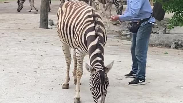 A zebra