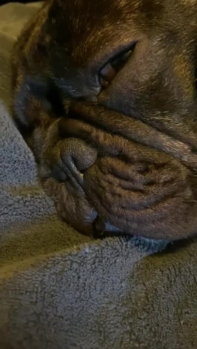 FRENCHIE BRUCE FAKES LIKE HE'S SLEEPING