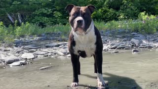 XL American Bully