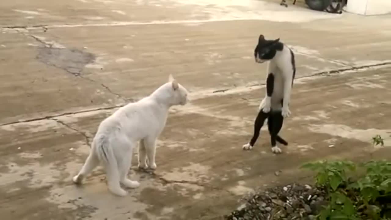 ninja cat fighting in the street