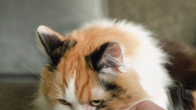 Beautiful cat eating food. #cat