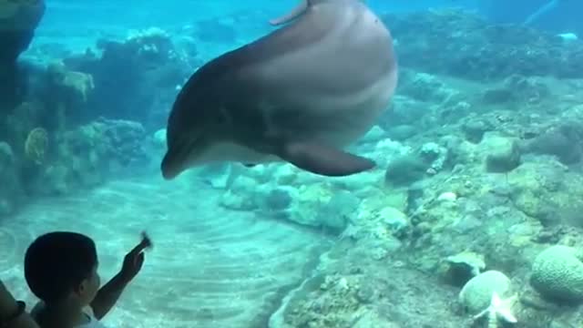 Cute Kids at the Aquarium Girl SPOOKED By A Beluga Whale!