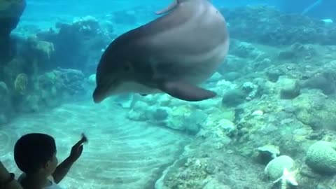 Cute Kids at the Aquarium Girl SPOOKED By A Beluga Whale!