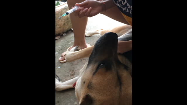 A girl vaccinating a dog during COVID-19 quarantine time by herself.