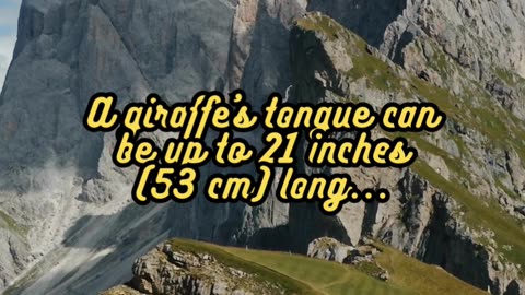 Animal Facts Giraffe's Tongue #shorts