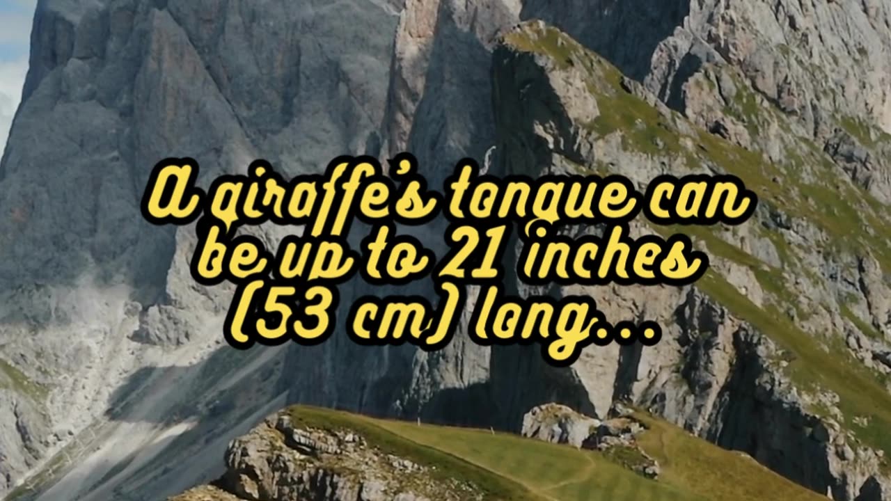 Animal Facts Giraffe's Tongue #shorts