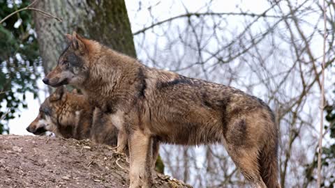 Pack of Wolves in the Forest