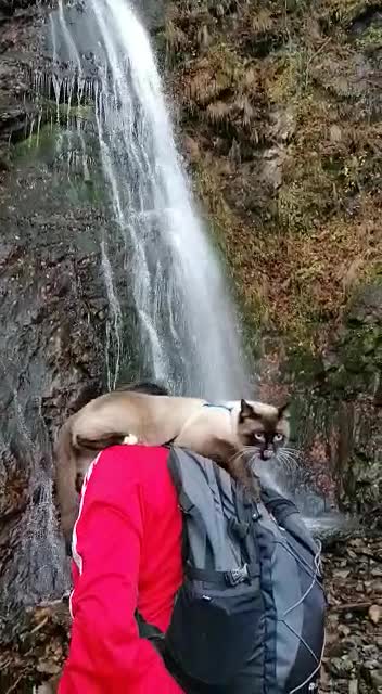 travel cat to the waterfall