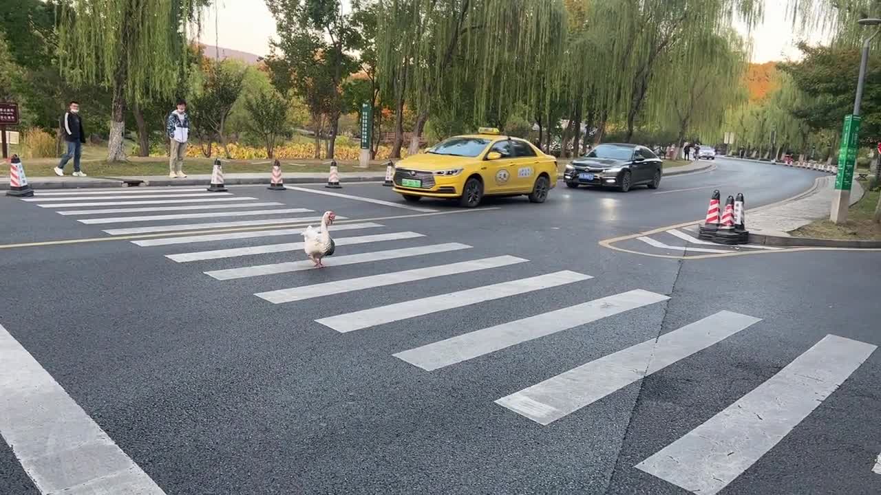 It's really animals running all over the street