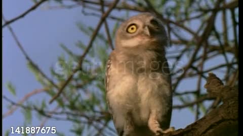 Dancing owlet