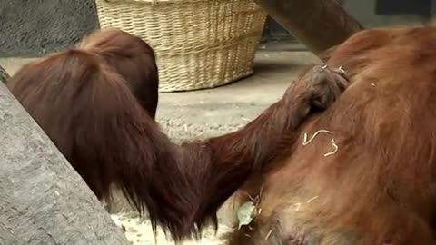 Orangutan's love story. А если это любовь?