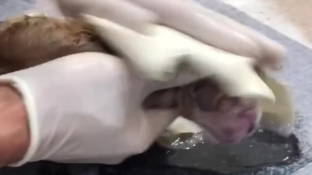 Golden retriever puppies in amniotic fluid the dog carry its newborn puppies