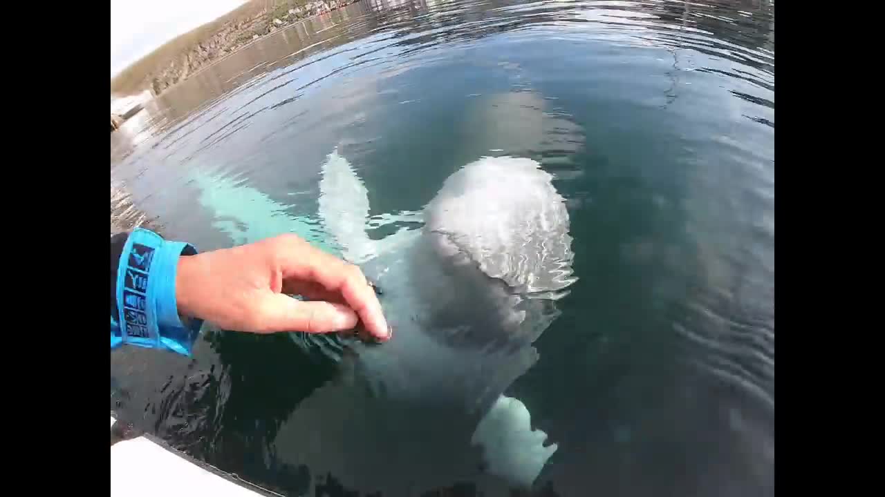 Guy drops his gopro but this Beluga whale takes care of business