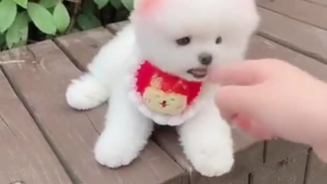 Funny moments with cute dog
