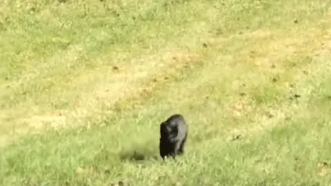 Playing puppy in field