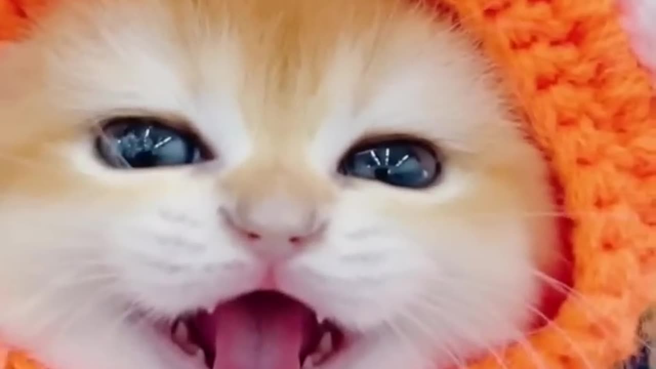 Littel mao cat video