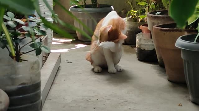 Max love to hangout in the garden