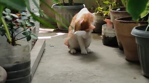 Max love to hangout in the garden