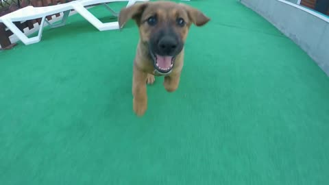 Dog Happy to the Owner