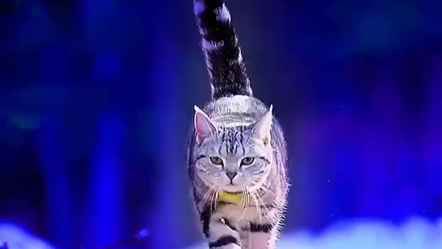 A very classy cat walked onto the stage, showing off his demeanor