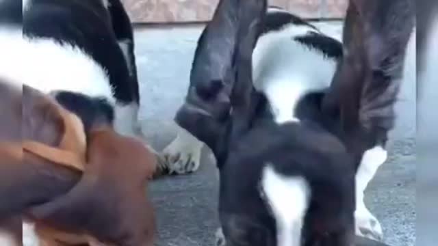 Buddy shorts Funny Pet Funny animals Pet Animals Animal Comedy Animals Videos