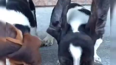 Buddy shorts Funny Pet Funny animals Pet Animals Animal Comedy Animals Videos