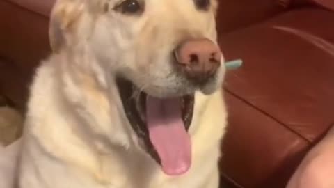 dog funny