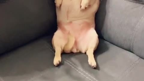 Baby dog altimate dog baby