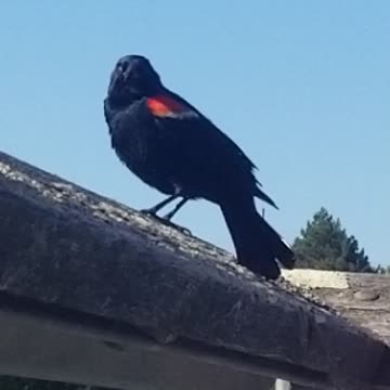 Red-winged Blackbird