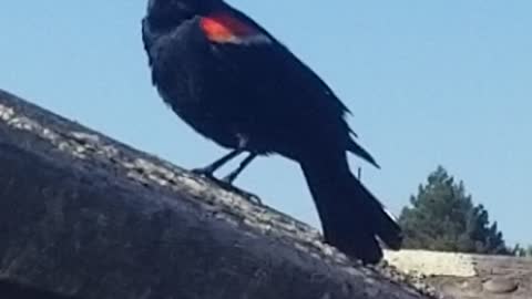 Red-winged Blackbird