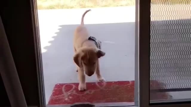 Dog trying to go through door with metal bar but can't