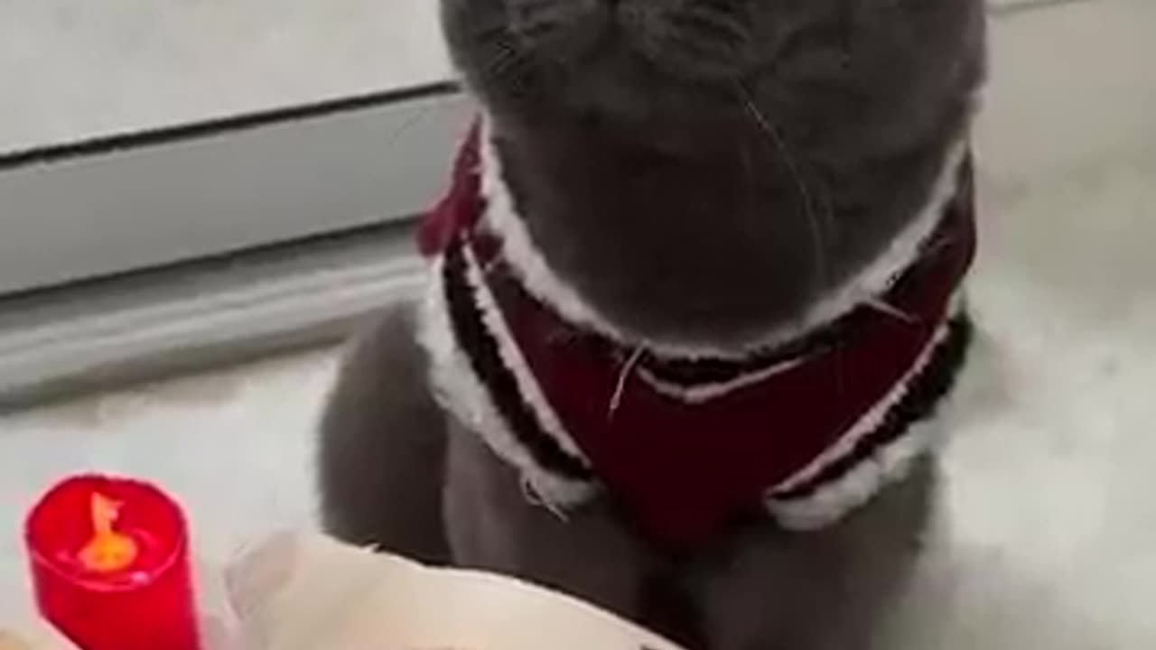 Cat_Emotional _funny video