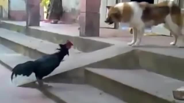 Chicken vs Dog, Unequal battle