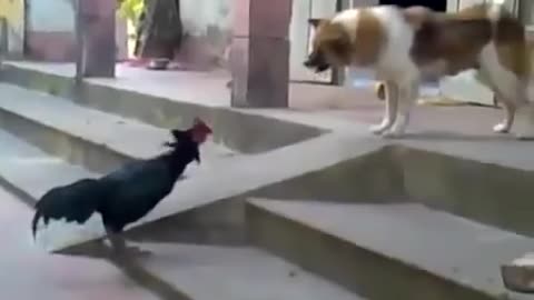 Chicken vs Dog, Unequal battle