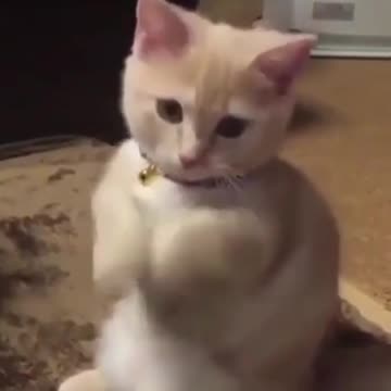 Fighting and brave cat