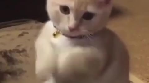 Fighting and brave cat