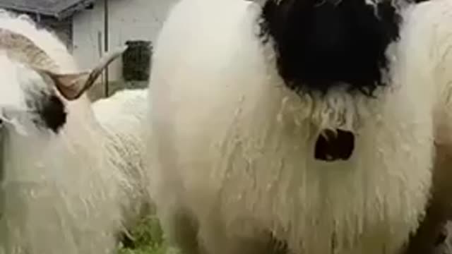 The black-nosed sheep of the Swiss village of Valais