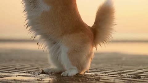 Closeup view of cute dog having fun on sea beach during golden sunset on autumn spbi