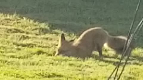 Fox on lawn