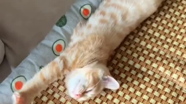 cat is so cute