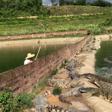 EVIL FARMER THROWS LIVE CHICKEN INTO CROCODILE POND