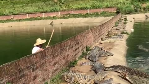 EVIL FARMER THROWS LIVE CHICKEN INTO CROCODILE POND