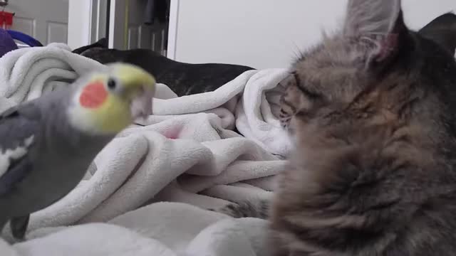 OMG!! This cat is a Zen Master Chilling with bird friends!!