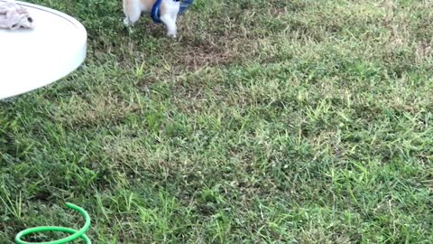 Pablo discovered the frisbee.