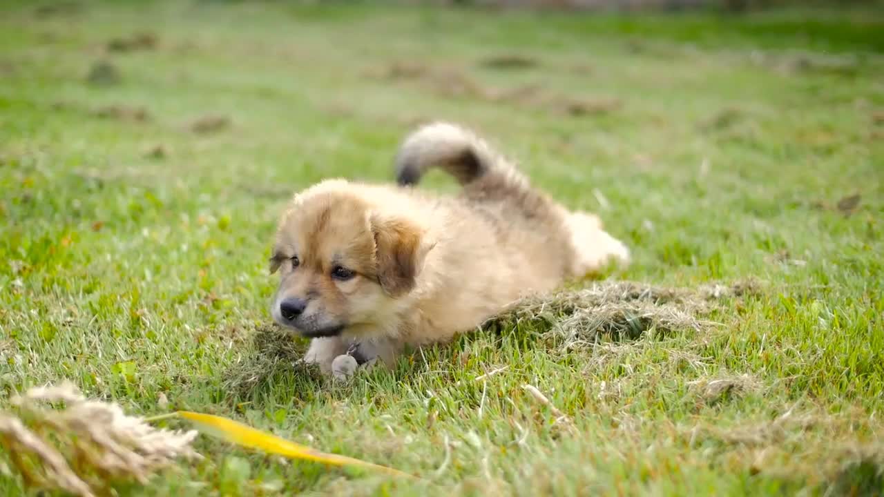 Adorable Puppy Dog Outside On Grass Trying To Attack