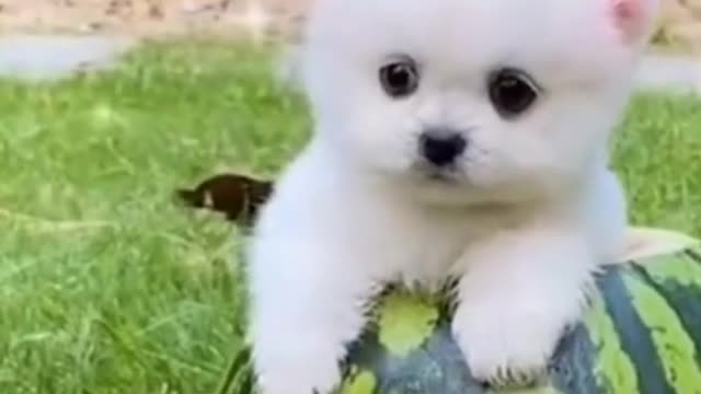 Try not to Laugh | Cute and funny pomerian running in the park